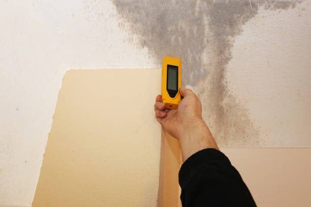 Best Environmental Consulting for Mold Prevention  in Wildwood, FL