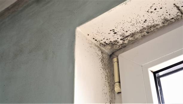 Best Mold Removal for HVAC Installations  in Wildwood, FL
