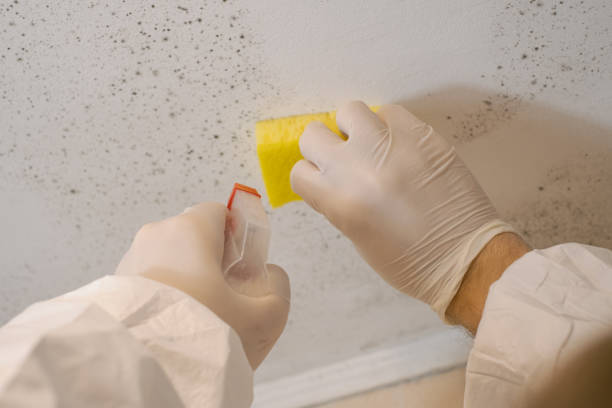 Environmental Consulting for Mold Prevention in Wildwood, FL