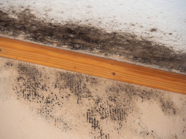 Mold Remediation for Vacation Homes in Wildwood, FL